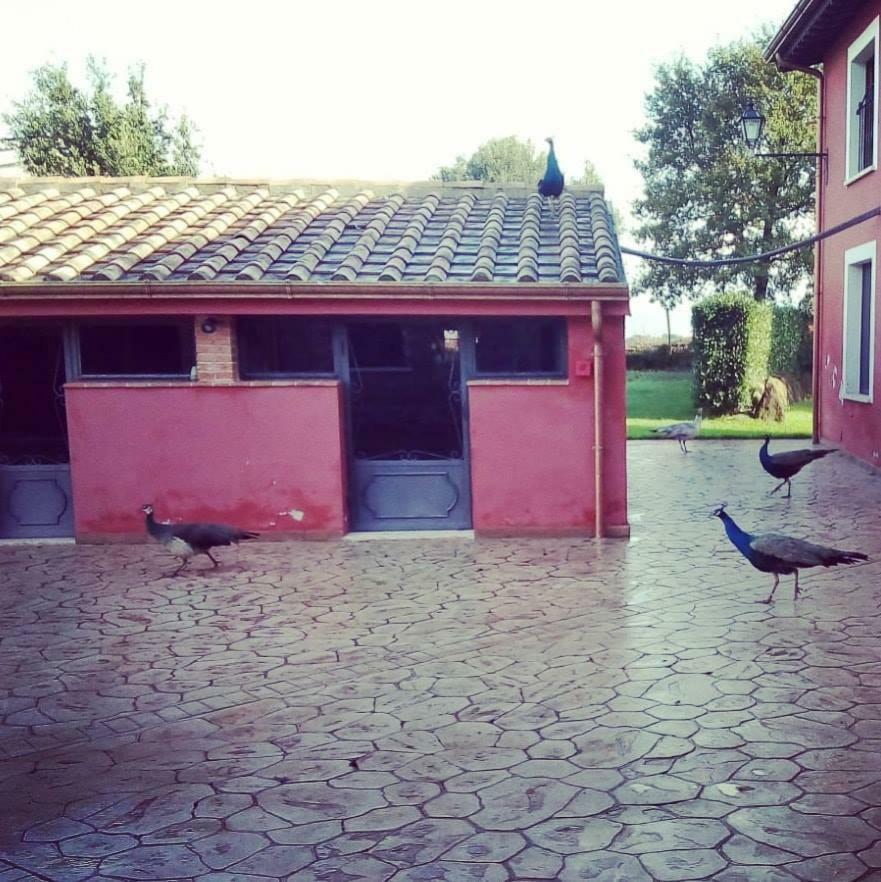 Agriturismo Podere Del Lepre San Quirico  Екстер'єр фото